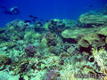 scuba diving photo