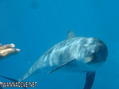 scuba diving photo