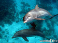 scuba diving photo