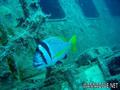 scuba diving photo
