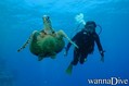 scuba diving photo