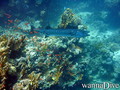 scuba diving photo