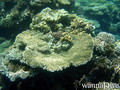 scuba diving photo
