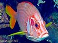 scuba diving photo