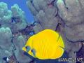 scuba diving photo