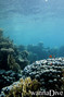 scuba diving photo