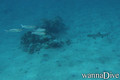 scuba diving photo