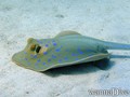 scuba diving photo
