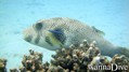 scuba diving photo