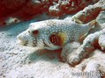 scuba diving photo