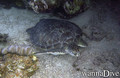 scuba diving photo