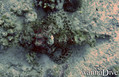 scuba diving photo
