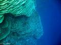 scuba diving photo