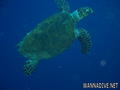 scuba diving photo