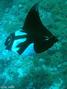 scuba diving photo