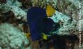 scuba diving photo