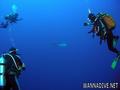scuba diving photo