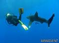 scuba diving photo
