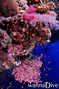 scuba diving photo