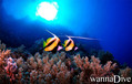 scuba diving photo