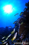 scuba diving photo