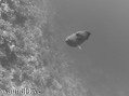 scuba diving photo