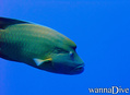 scuba diving photo