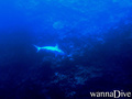 scuba diving photo