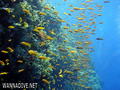 scuba diving photo