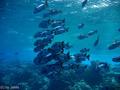 scuba diving photo