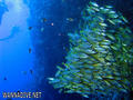 scuba diving photo