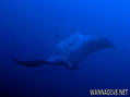 scuba diving photo