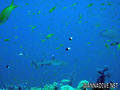 scuba diving photo