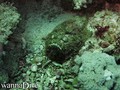 scuba diving photo
