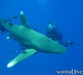 scuba diving photo