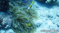 scuba diving photo