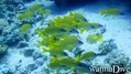 scuba diving photo