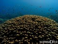 scuba diving photo