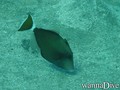 scuba diving photo