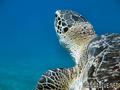 scuba diving photo