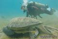 scuba diving photo