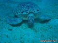 scuba diving photo