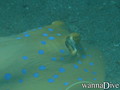 scuba diving photo