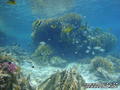 scuba diving photo