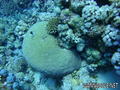 scuba diving photo
