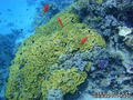 scuba diving photo