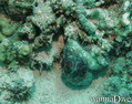 scuba diving photo