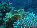 scuba diving photo