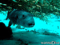 scuba diving photo