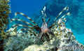 scuba diving photo